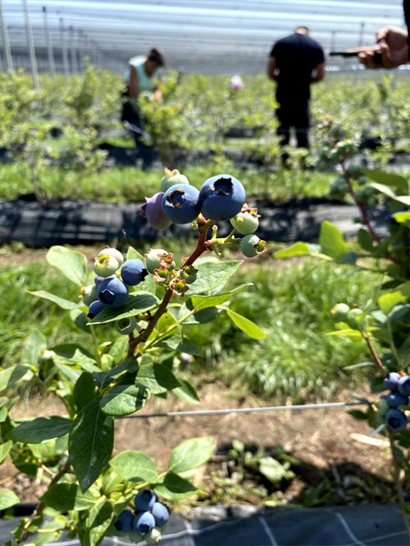 Elite-Berry-Side-img